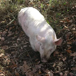 La Fornace Alloggio per agriturismo