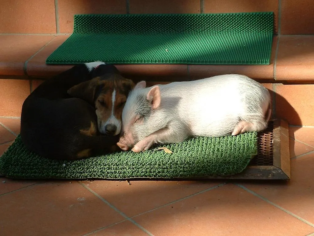 Agriturismo La Pineta Fucecchio Alloggio per agriturismo